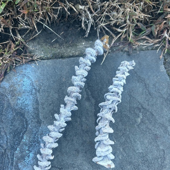 Multi piece gourd lotus natural decor  set - Picture 8 of 13